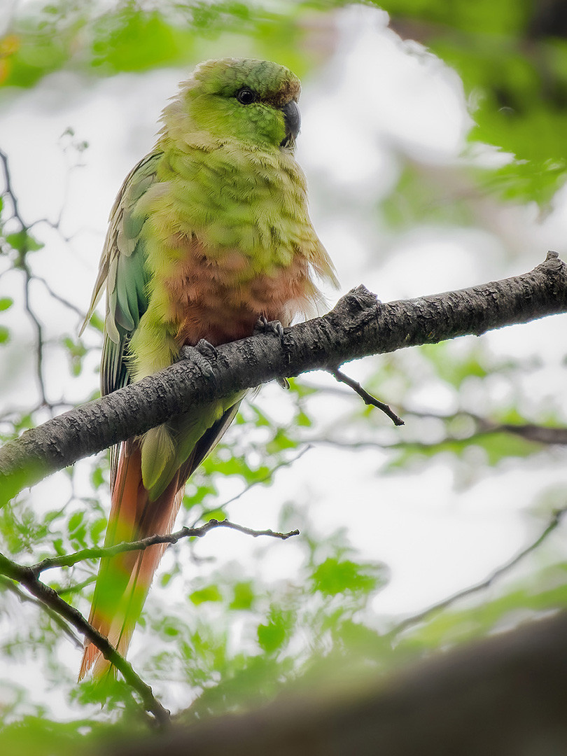 image Austral Parakeet